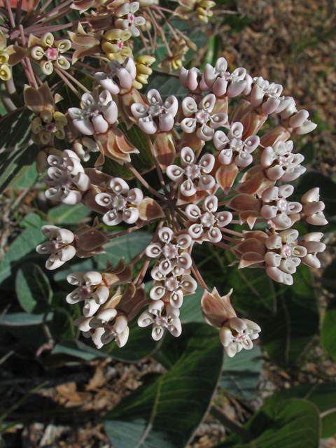Asclepias humistrata (Pinewoods milkweed) #45978