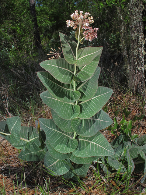 Asclepias humistrata (Pinewoods milkweed) #45979