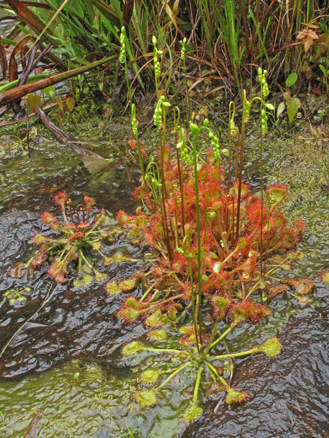 Drosera rotundifolia (Roundleaf sundew) #45985