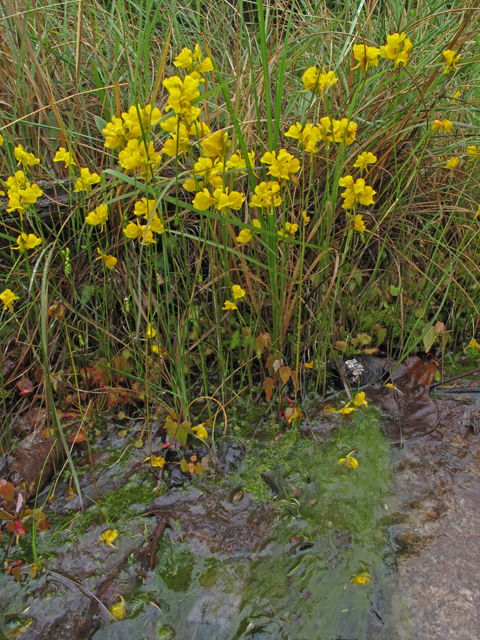 Utricularia cornuta (Horned bladderwort) #45993