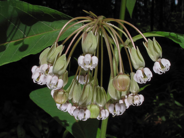 Asclepias exaltata (Poke milkweed) #45996