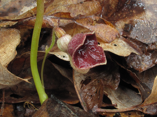 Aristolochia serpentaria (Virginia snakeroot) #46008