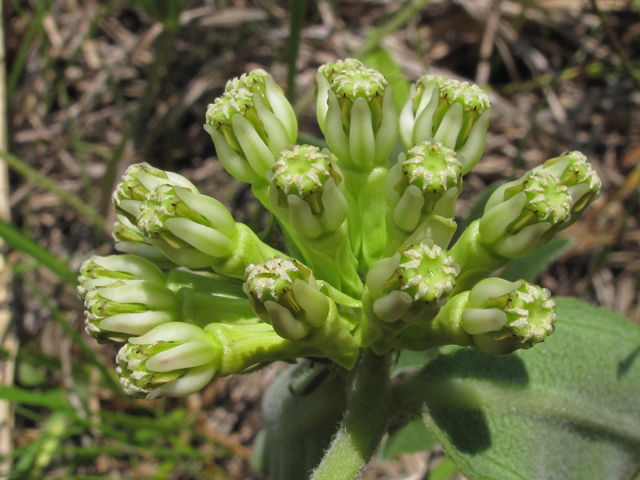 Asclepias viridiflora (Green comet milkweed) #46029
