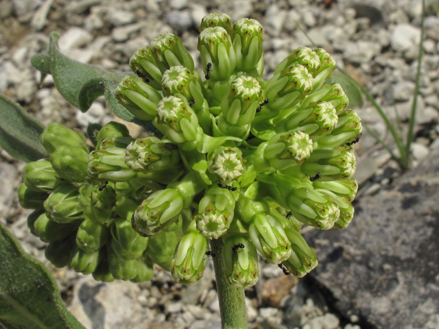 Asclepias viridiflora (Green comet milkweed) #46030