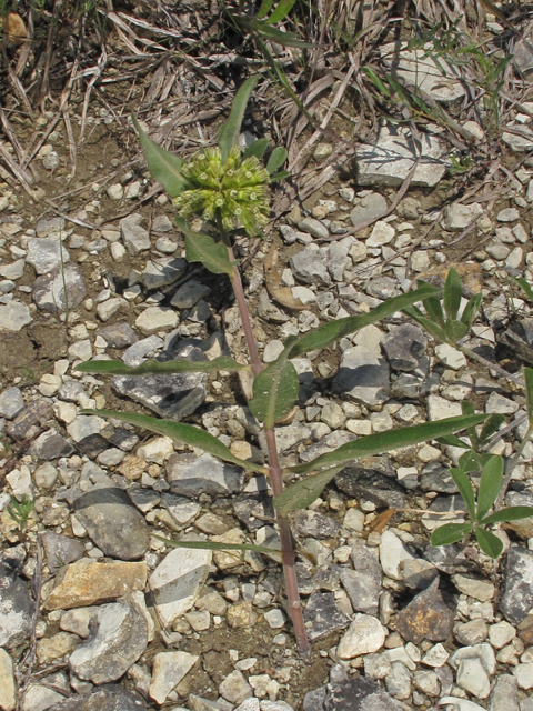 Asclepias viridiflora (Green comet milkweed) #46038