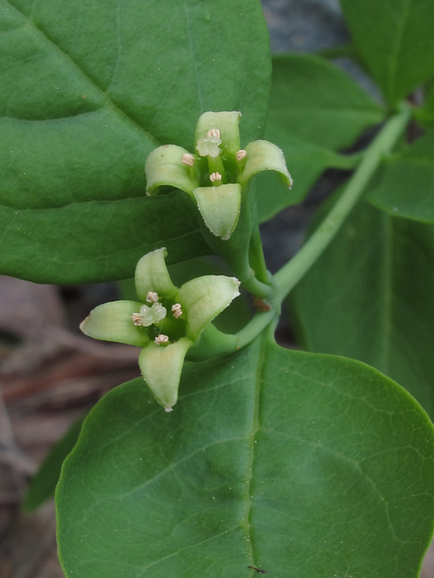 Nestronia umbellula (Indian-olive) #46042