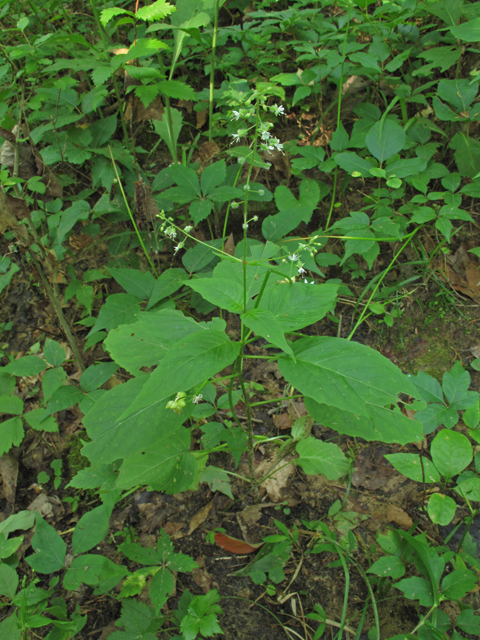 Circaea lutetiana ssp. canadensis (Broadleaf enchanter's nightshade) #46047