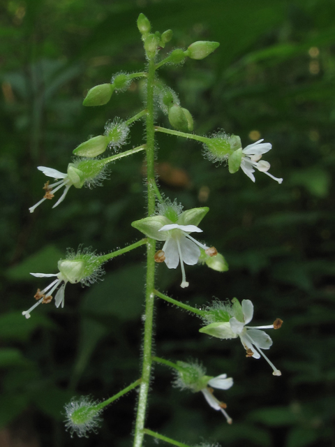 Circaea lutetiana ssp. canadensis (Broadleaf enchanter's nightshade) #46049