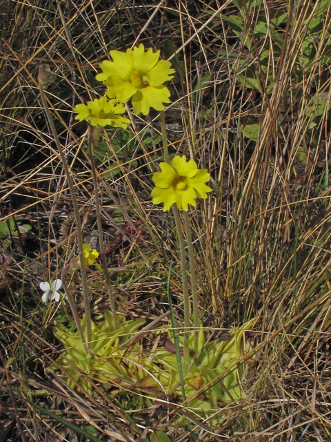 Pinguicula lutea (Yellow butterwort) #46051