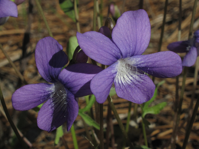 Viola palmata (Early blue hybrid violet) #46053