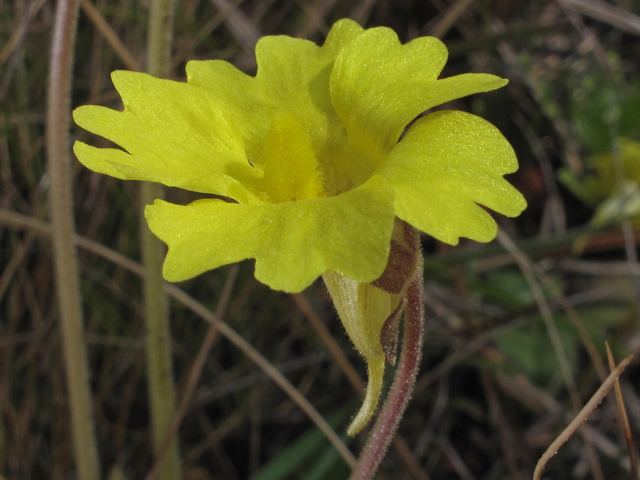 Pinguicula lutea (Yellow butterwort) #46055