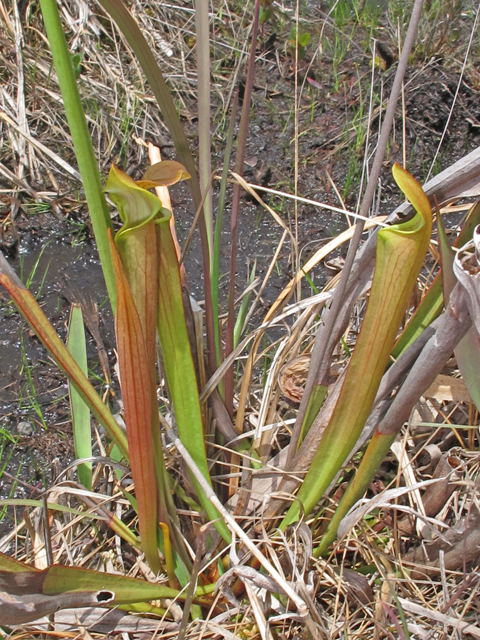Sarracenia rubra ssp. rubra (Sweet pitcherplant) #46062