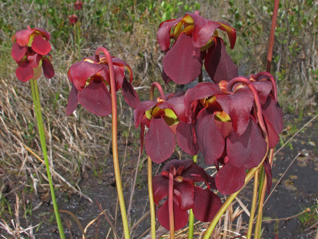 Sarracenia rubra ssp. rubra (Sweet pitcherplant) #46071