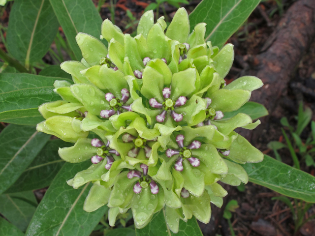 Asclepias viridis (Green milkweed) #46098