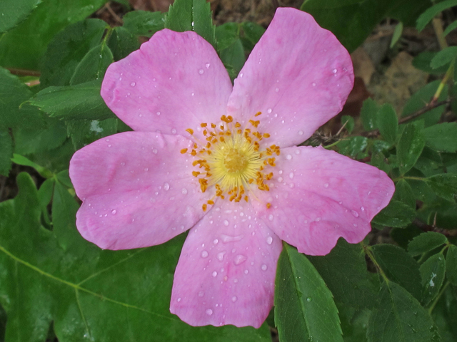 Rosa carolina (Carolina rose) #46105
