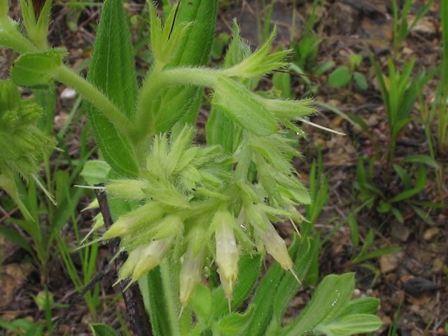 Onosmodium virginianum (Wild job's-tears) #46110