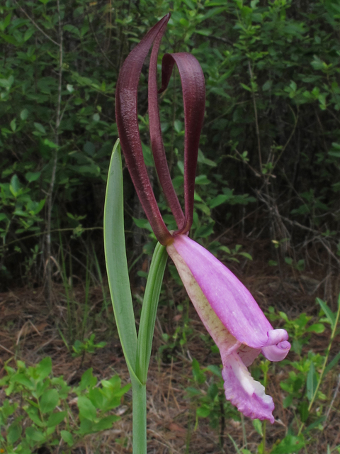 Cleistes divaricata (Rosebud orchid) #46117