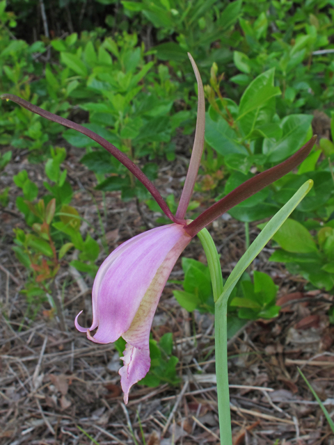 Cleistes divaricata (Rosebud orchid) #46118