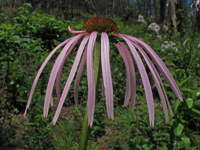 Echinacea laevigata (Smooth purple coneflower) #46123