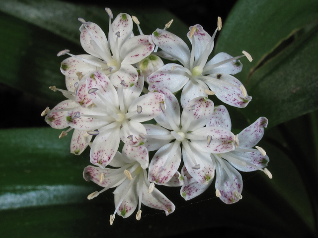 Clintonia umbellulata (White clintonia) #46137