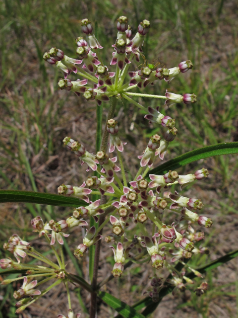 Asclepias longifolia (Longleaf milkweed) #46146