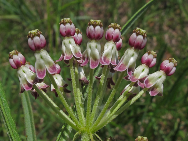Asclepias longifolia (Longleaf milkweed) #46147