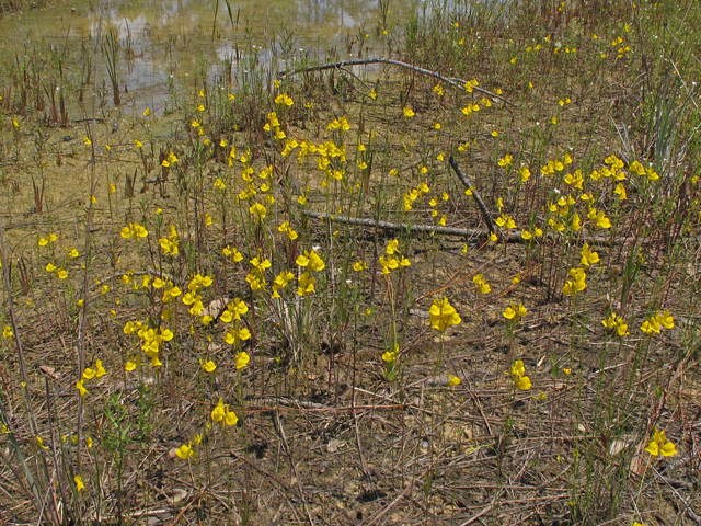 Utricularia cornuta (Horned bladderwort) #46149