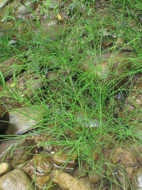 Equisetum arvense (Field horsetail) #46160
