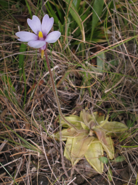 Pinguicula ionantha (Violet butterwort) #46179