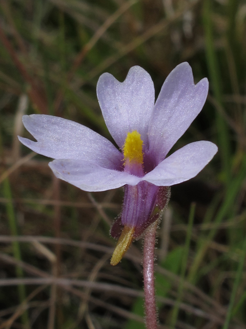 Pinguicula ionantha (Violet butterwort) #46180
