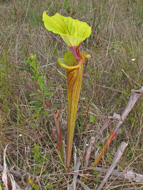 Sarracenia flava (Yellow pitcherplant) #46184