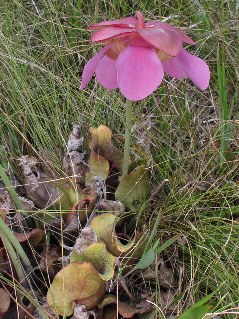 Sarracenia rosea (Pink pitcherplant) #46187