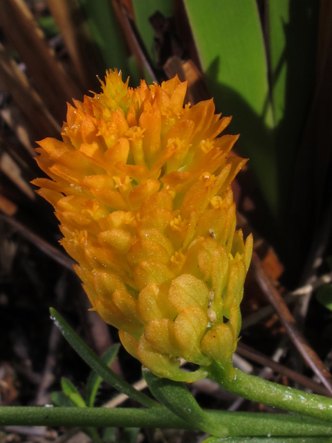Polygala lutea (Orange milkwort) #46195