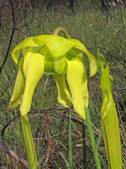 Sarracenia flava (Yellow pitcherplant) #46196