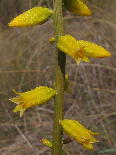 Aletris lutea (Yellow colicroot) #46199