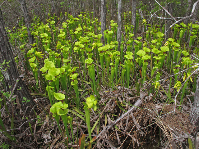 Sarracenia flava (Yellow pitcherplant) #46202