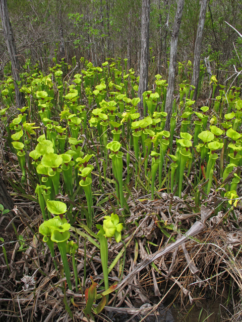 Sarracenia flava (Yellow pitcherplant) #46203