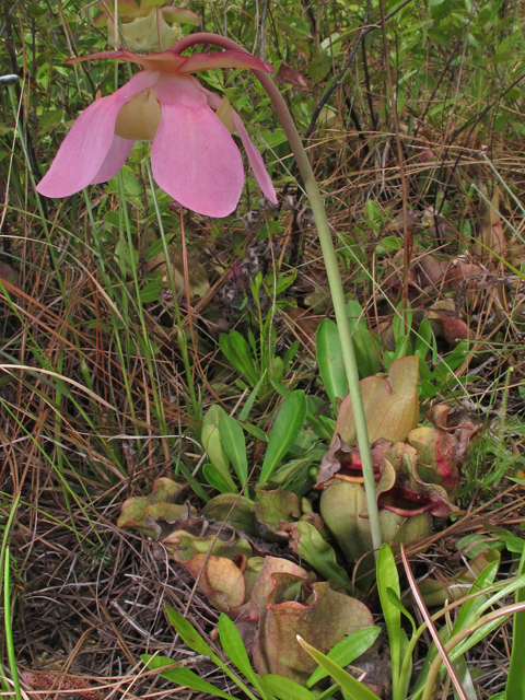 Sarracenia rosea (Pink pitcherplant) #46205