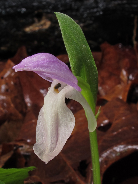 Galearis spectabilis (Showy orchid) #46223