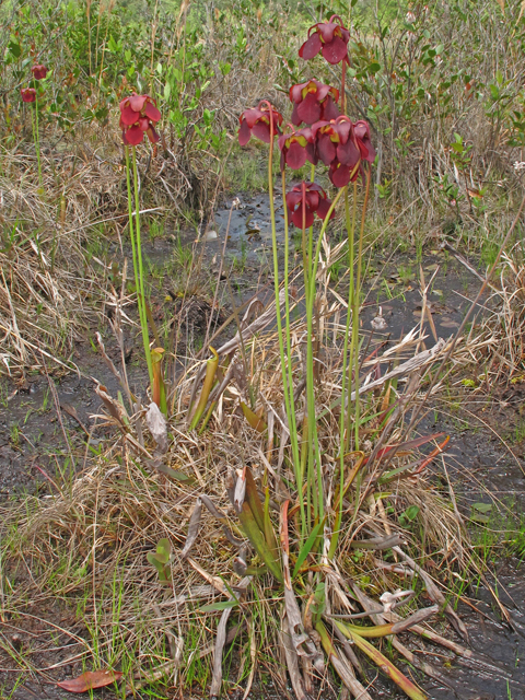 Sarracenia rubra ssp. rubra (Sweet pitcherplant) #46260