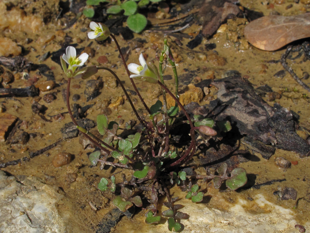 Leavenworthia uniflora (Michaux's gladecress) #46261