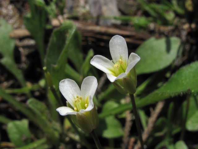 Leavenworthia uniflora (Michaux's gladecress) #46262