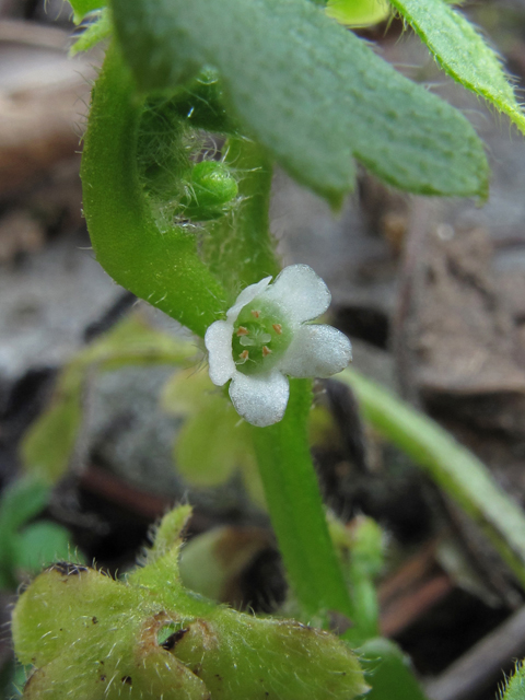 Nemophila aphylla (Smallflower baby blue eyes) #46272