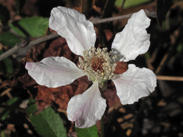 Rubus trivialis (Southern dewberry) #46277