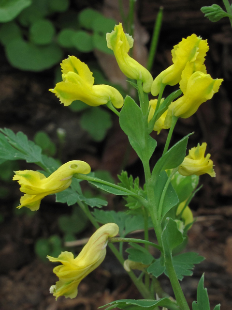 Corydalis flavula (Yellow fumewort) #46287