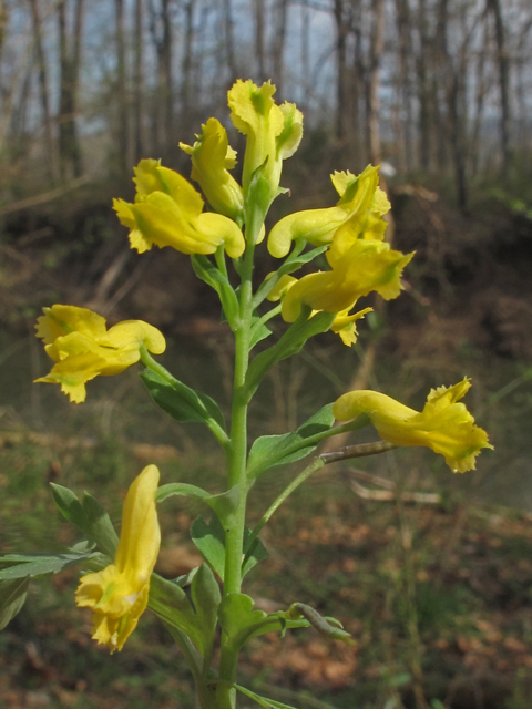 Corydalis flavula (Yellow fumewort) #46288