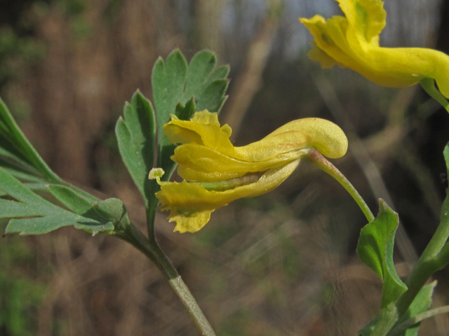 Corydalis flavula (Yellow fumewort) #46289