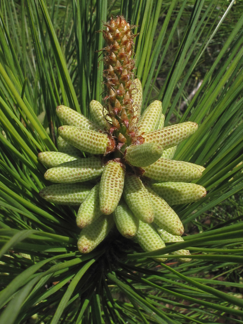 Pinus taeda (Loblolly pine) #46306