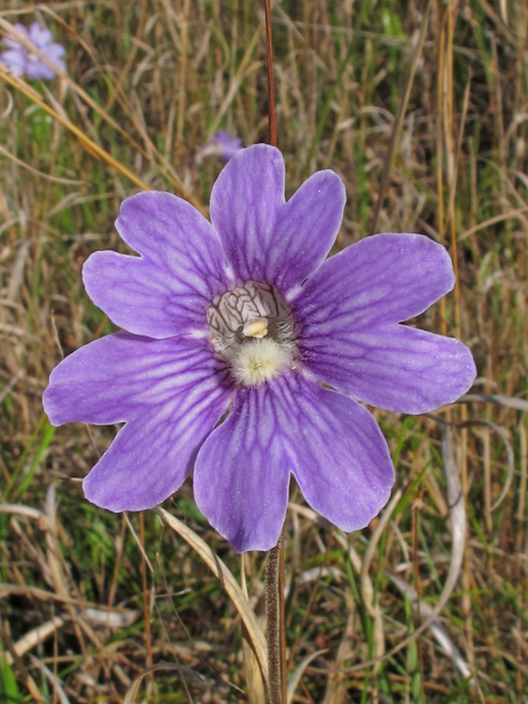 Pinguicula caerulea (Blue butterwort) #46333