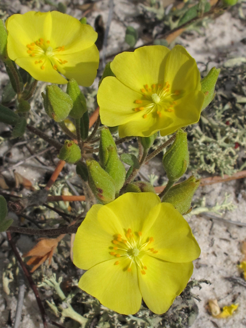 Helianthemum arenicola (Coastal sand frostweed) #46359